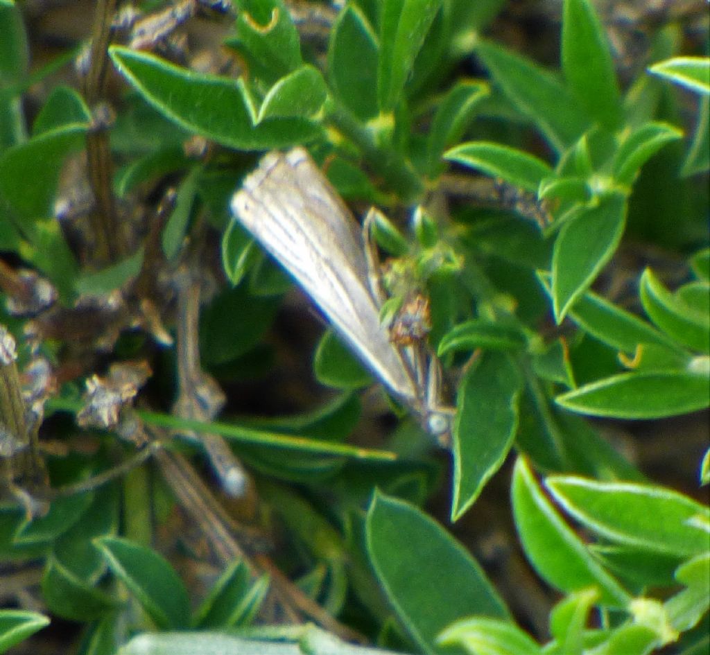 Chrysoteuchia culmella?